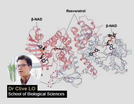 New Enzyme Discovered by HKU Plant Biochemists Unlocks Potential for Health-Promoting Compounds in Sorghum